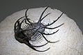 Fossil trilobite from the Devonian (360 million years old)